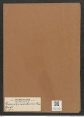 Grammatophora muelleri Grun. (de-Toni-Nr.: Genus 93, Species 3052) Zeichnungen Sammlung Grunow Mappe 03238 (Herbarium_W_Grunow_drawings_Folder_03238)